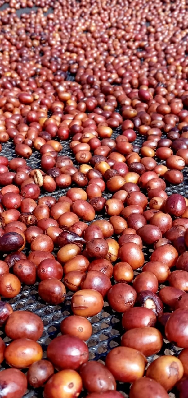 「パナマ ゲイシャ ロングボード」のコーヒーチェリー2