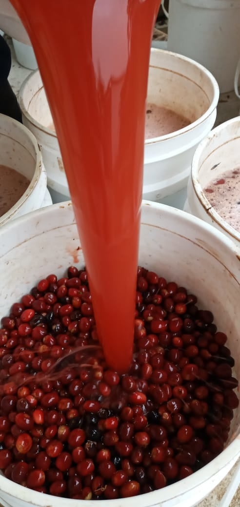 「パナマ ゲイシャ ロングボード」のコーヒーチェリー1