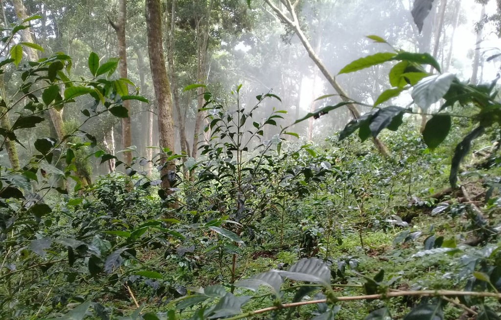 ミスティ マウンテン農園