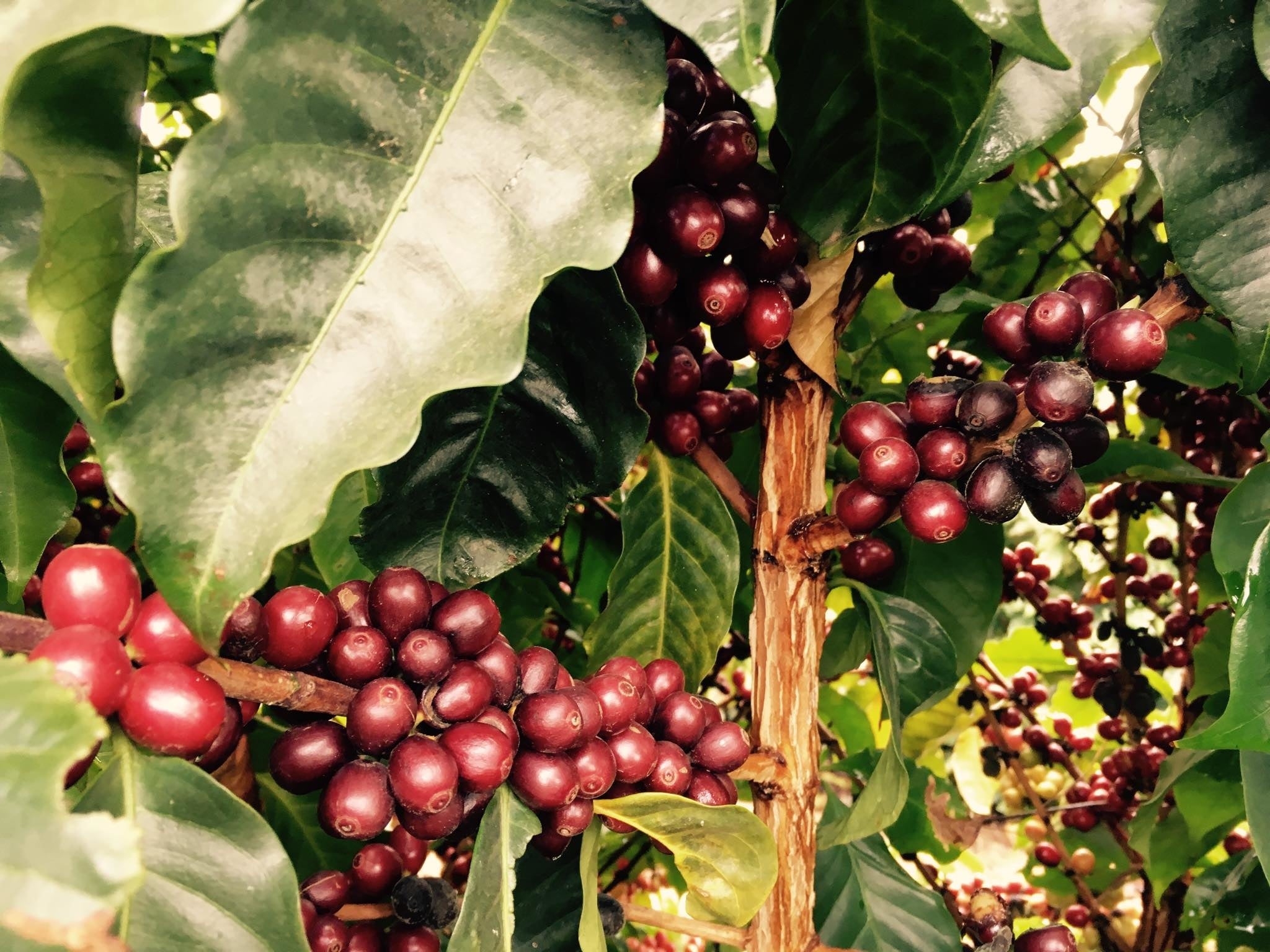 サン・ジュダス・タデウ農園