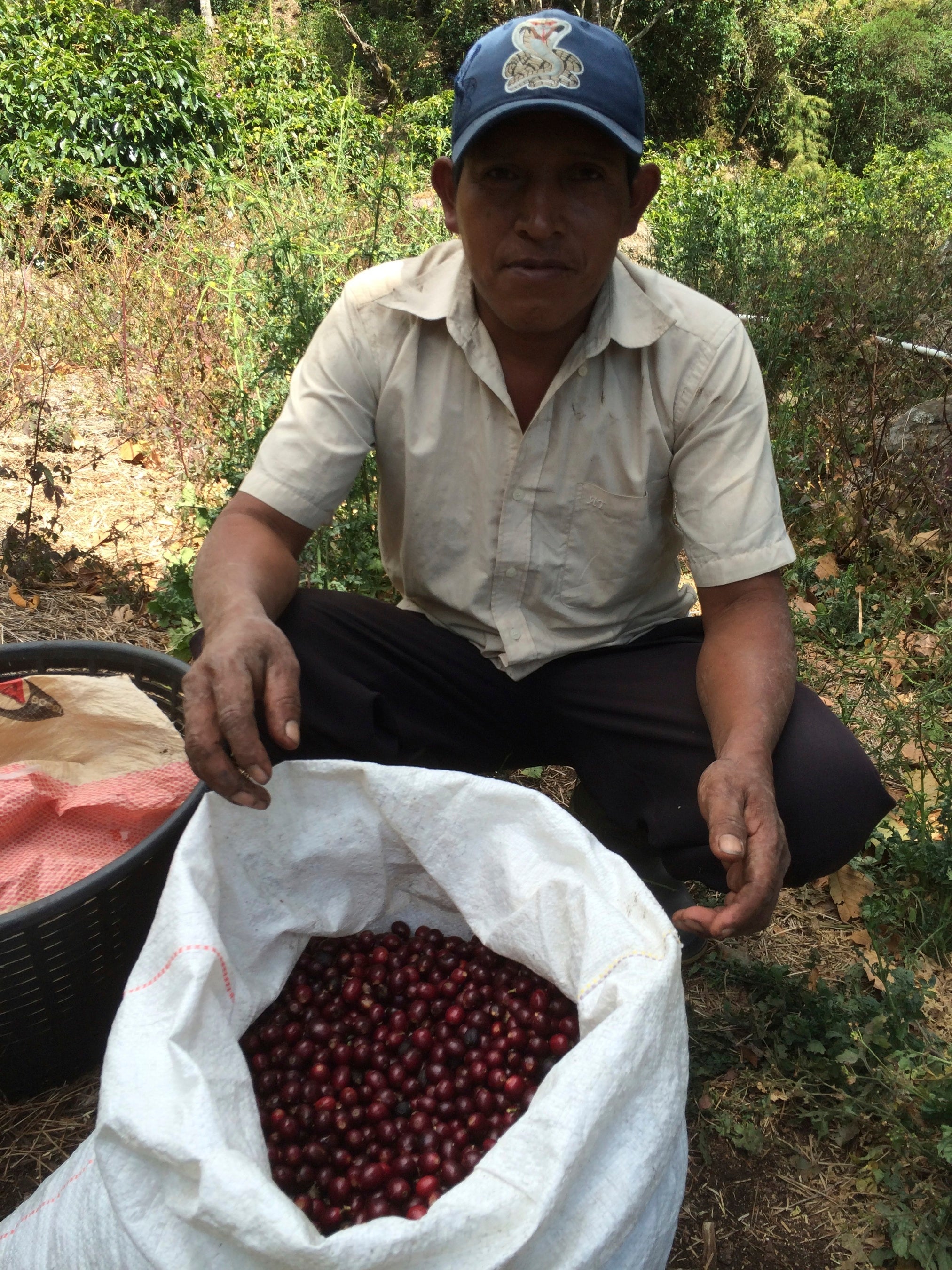 コーヒーチェリーは一つ一つ手で摘んでいる