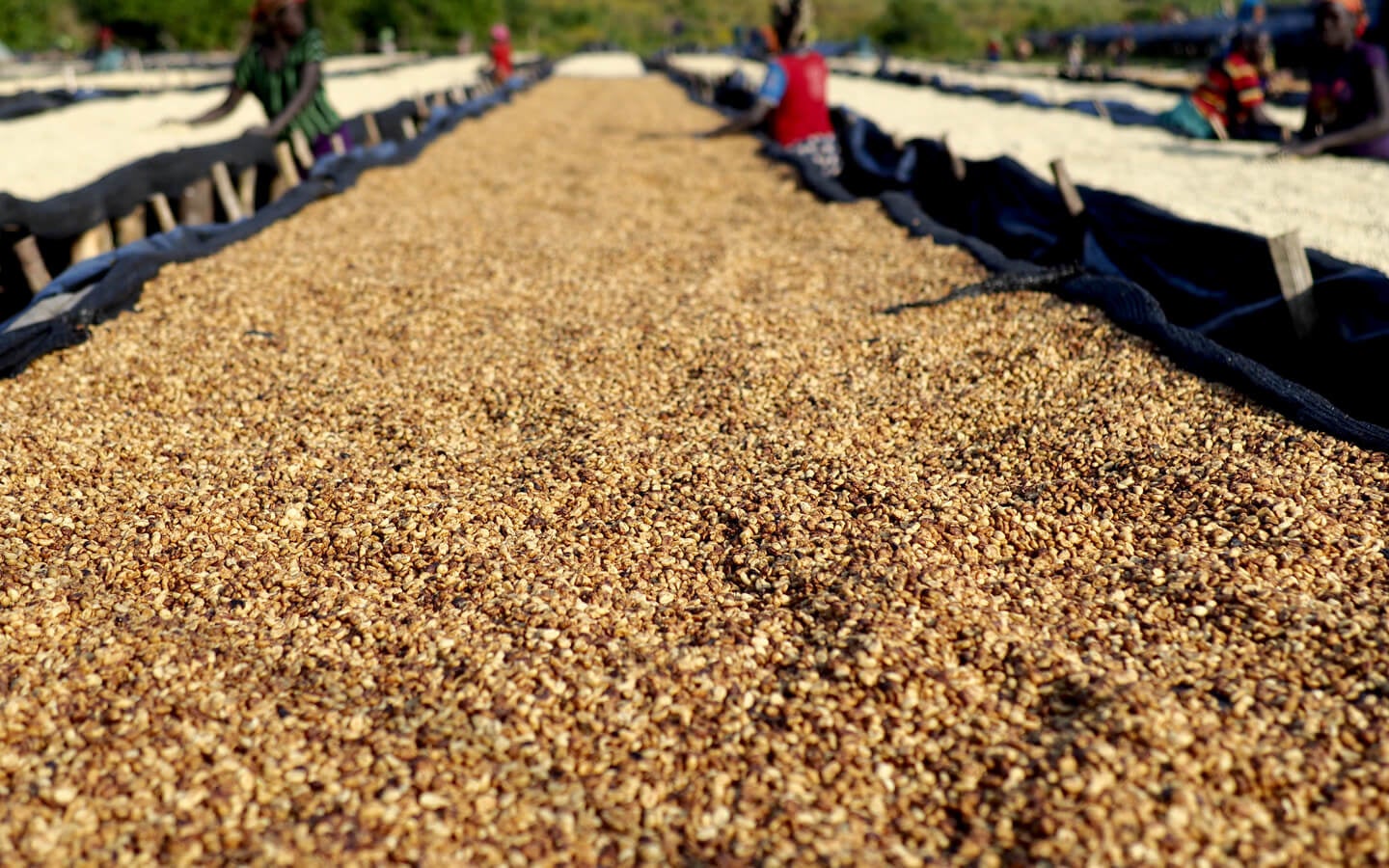 コーヒーを天日干ししているところ