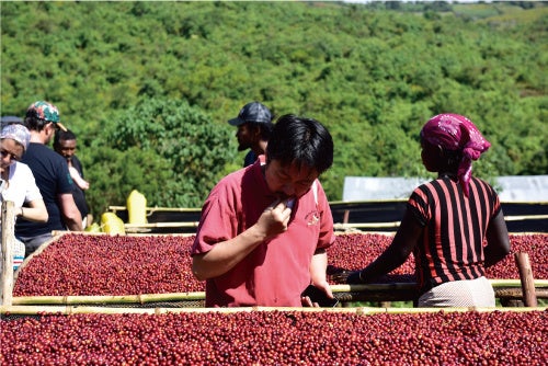 エチオピアゲイシャ村でコーヒーチェリーの状態を確認するサザコーヒー社長 鈴木太郎