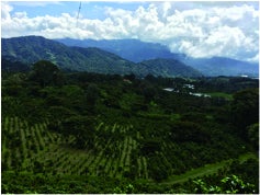 パナマ レリダ農園の風景