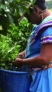 完熟したコーヒーチェリーを手で一つづつとっています。