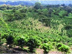 レリダ農園の風景