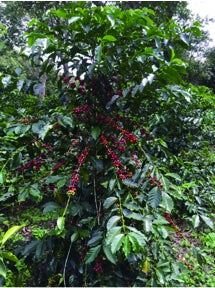 レリだ農園のコーヒーチェリー