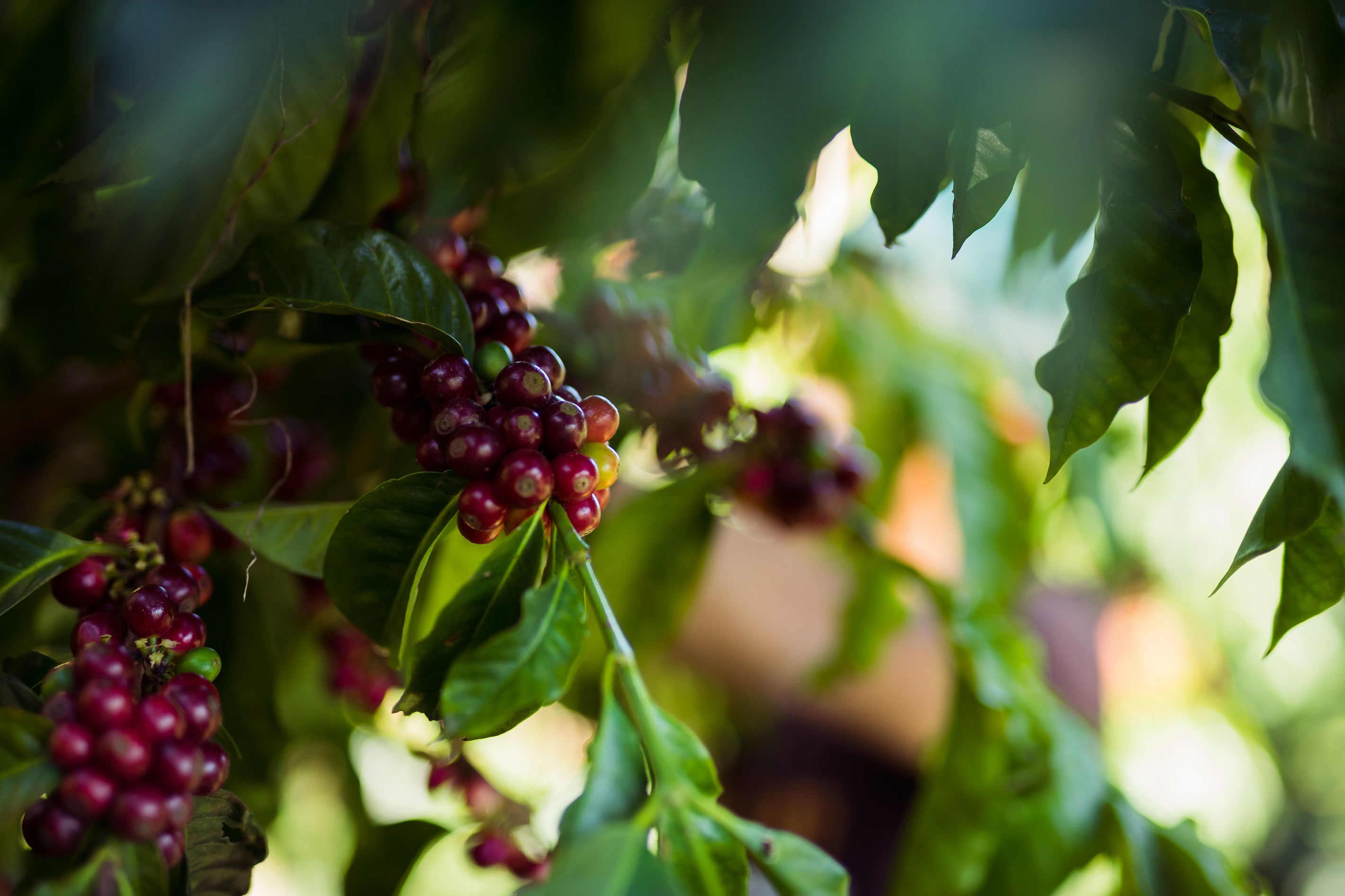 サンアントニオ農園のコーヒーチェリー