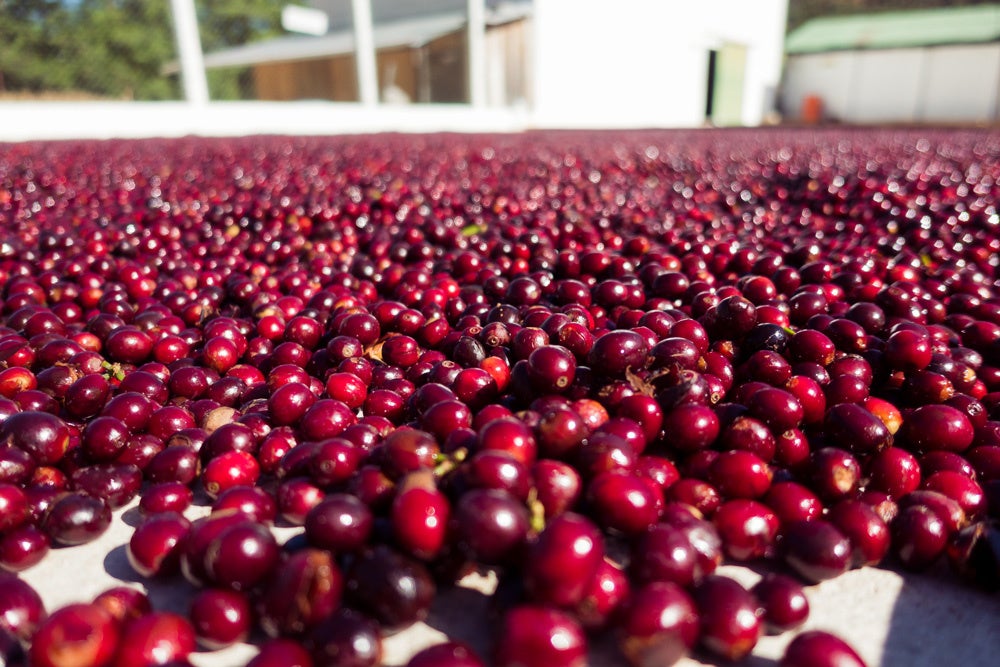 完熟したコーヒーチェリー