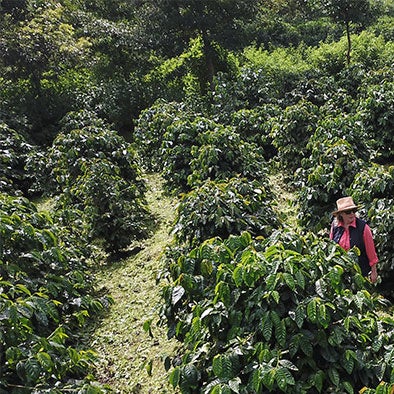 パナマジャンソン農園風景