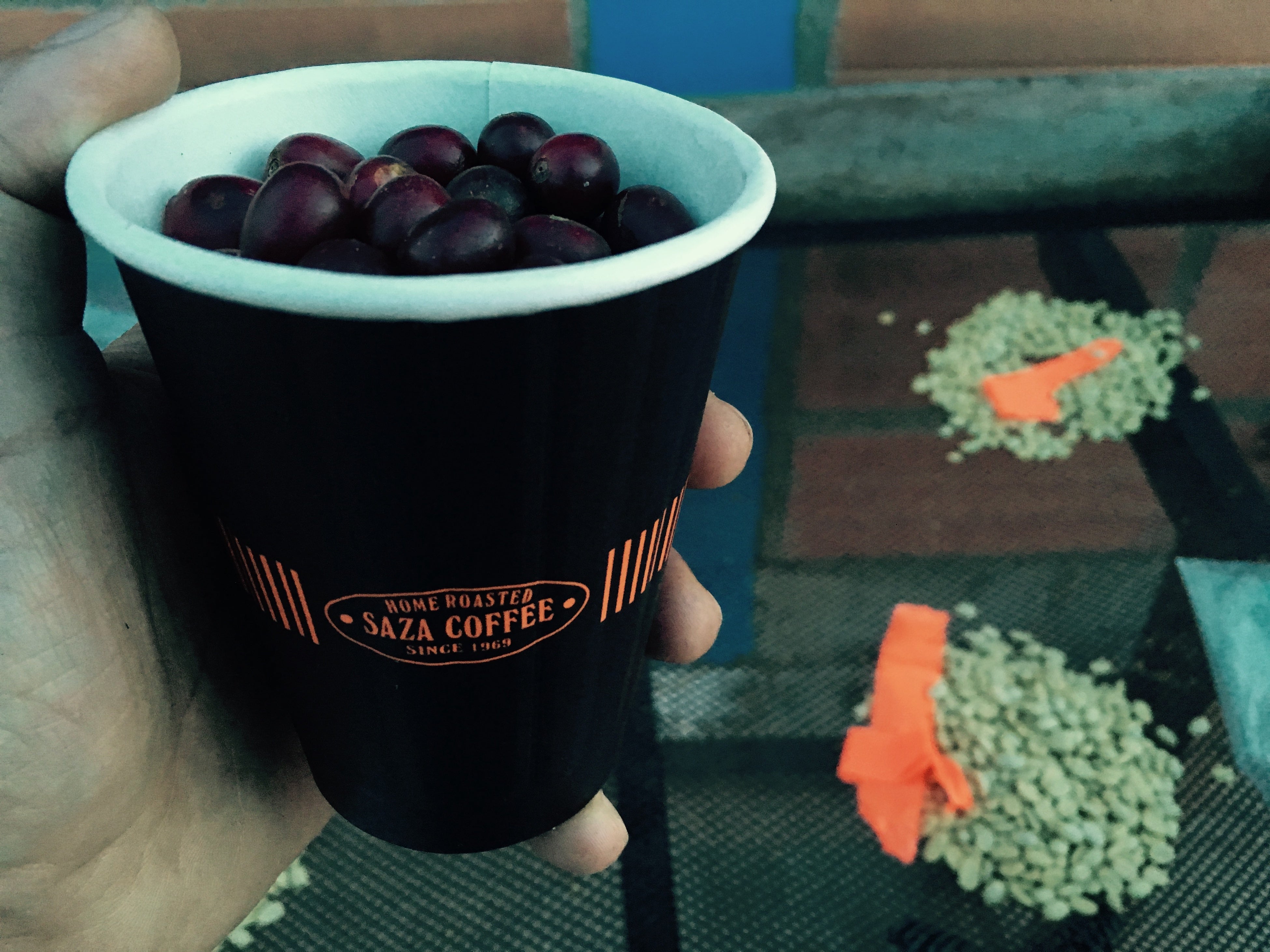 美味しいコーヒーの果実を作る木を分離して収穫されたコーヒー果実から取り出した特別な種子。