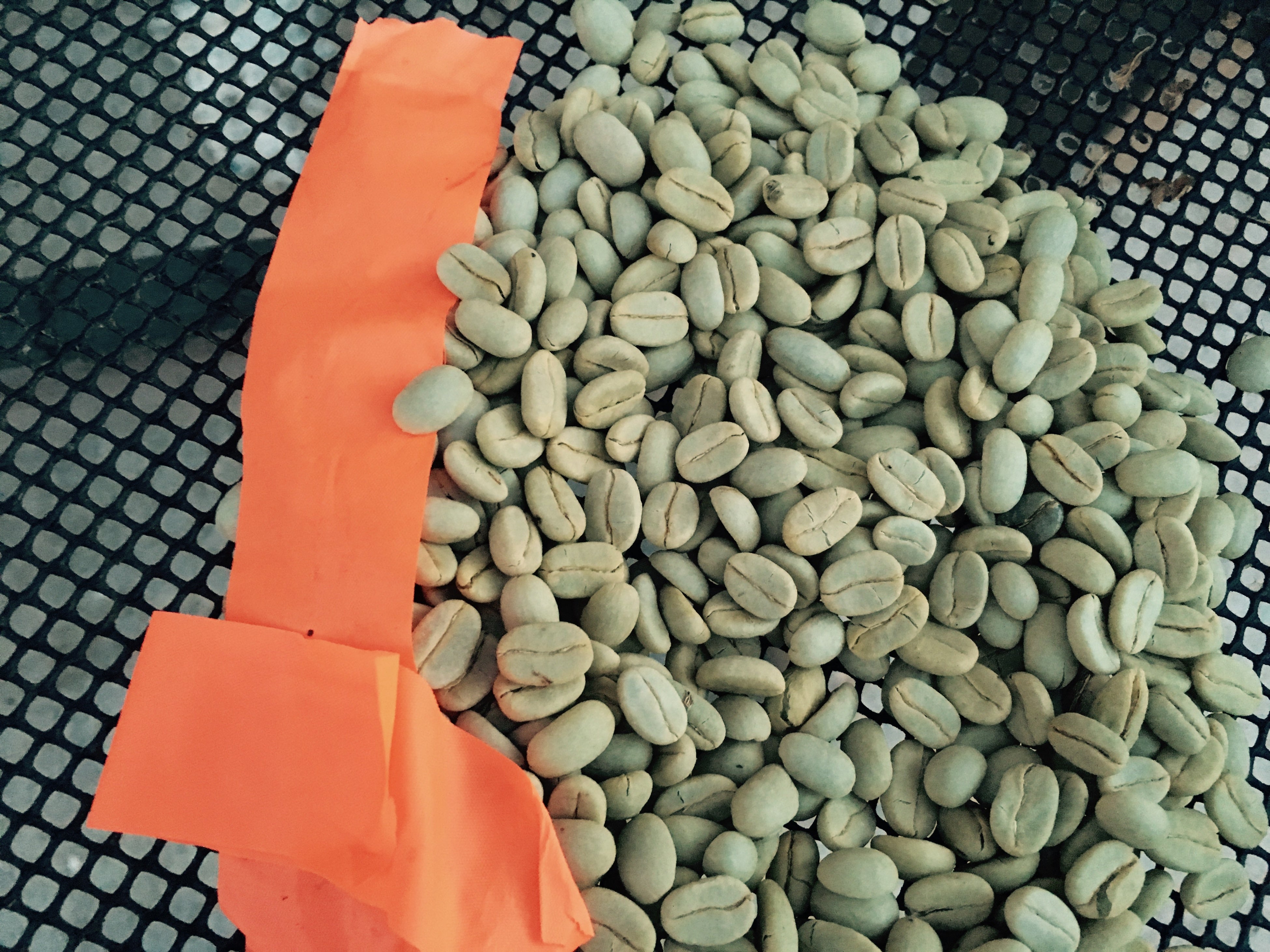 美味しいコーヒーの果実を作る木を分離して収穫されたコーヒーの種子。