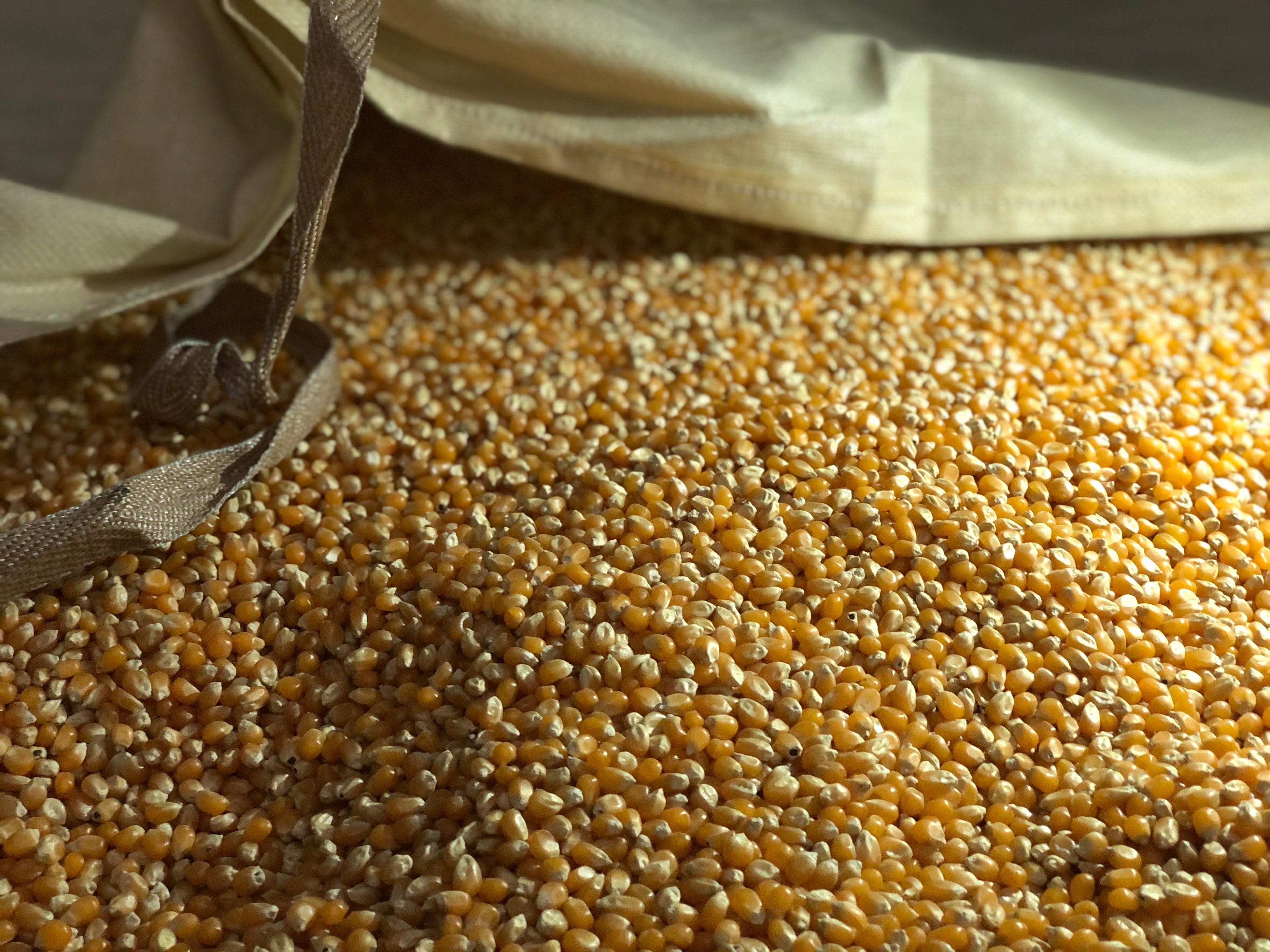 十勝産のとうもろこしを使った「前田農産」のポップコーンはおいしさが違う。