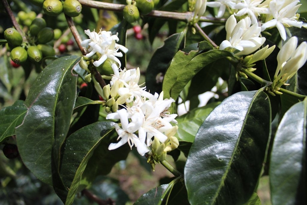 白く美しいコーヒーの花