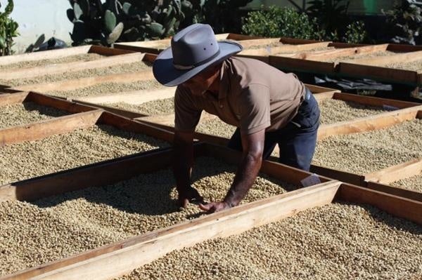 ラグマパタ農園にてコーヒーチェリーを発酵、洗浄した後に乾燥させている様子