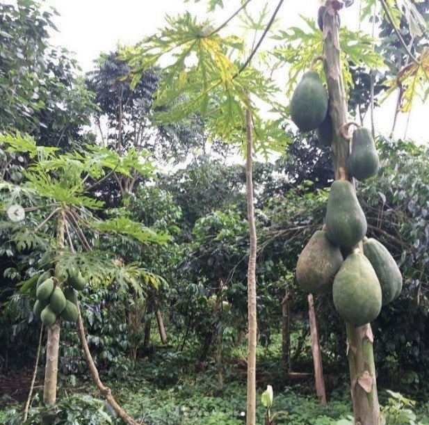 プリマヴェーラ農園はフルーツの木をシェイドツリーとして植えている