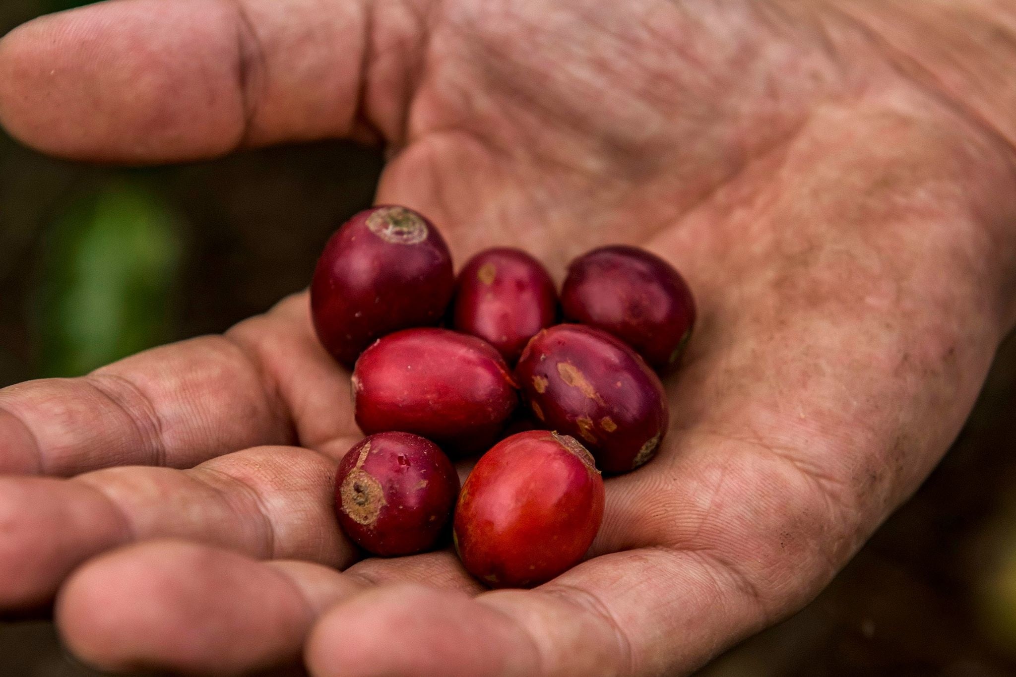 サザ農園で収穫されたコーヒーチェリー