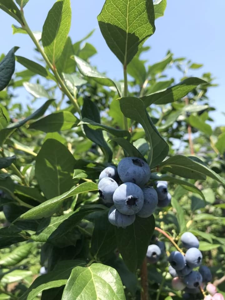 茨城県坂農苑さんのブルーベリー