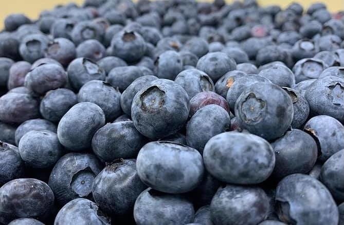 茨城かすみがうら市にある坂農苑さんのブルーベリー