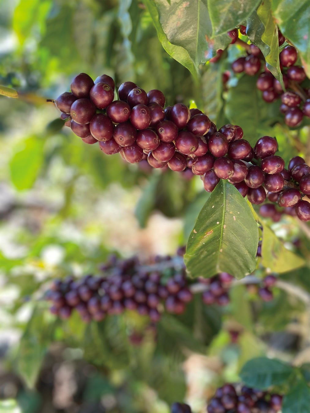 ロスピリネオス農園ではパカマラやブルボンなど20種類以上のコーヒーが育てられている