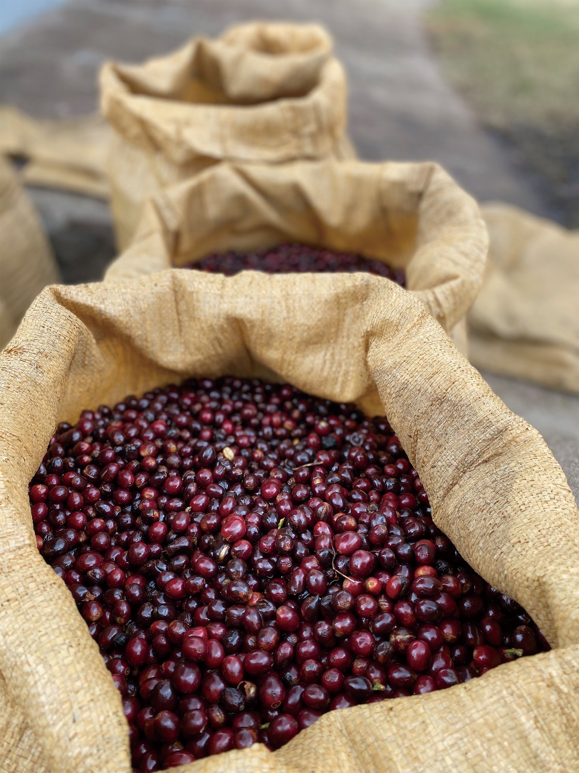 完熟したコーヒーチェリーだけを収穫している