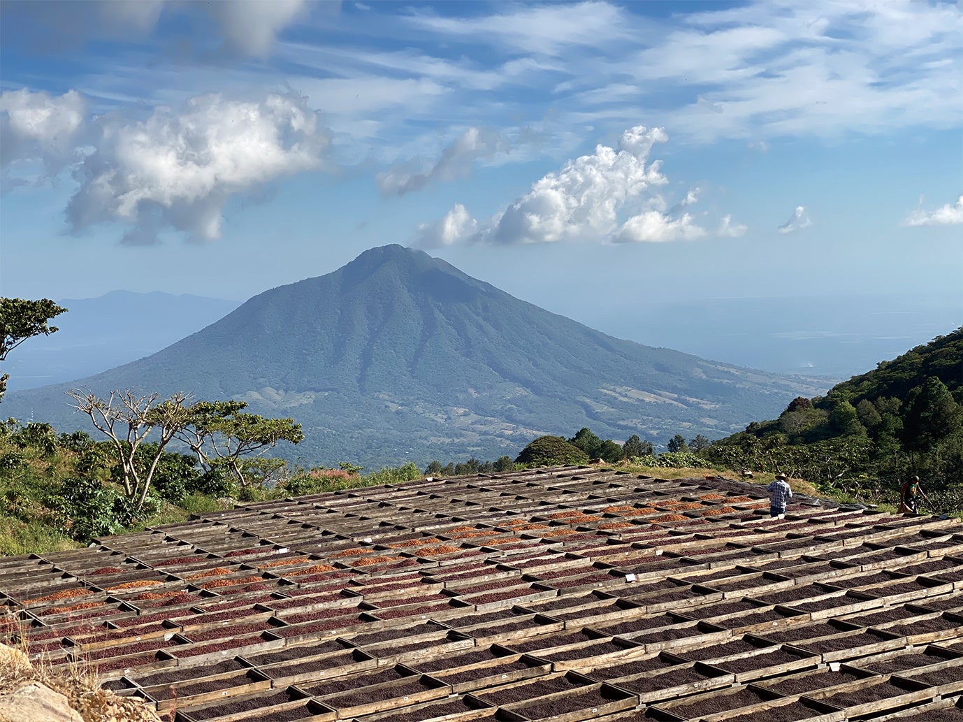 コーヒーチェリーを天日乾燥している様子