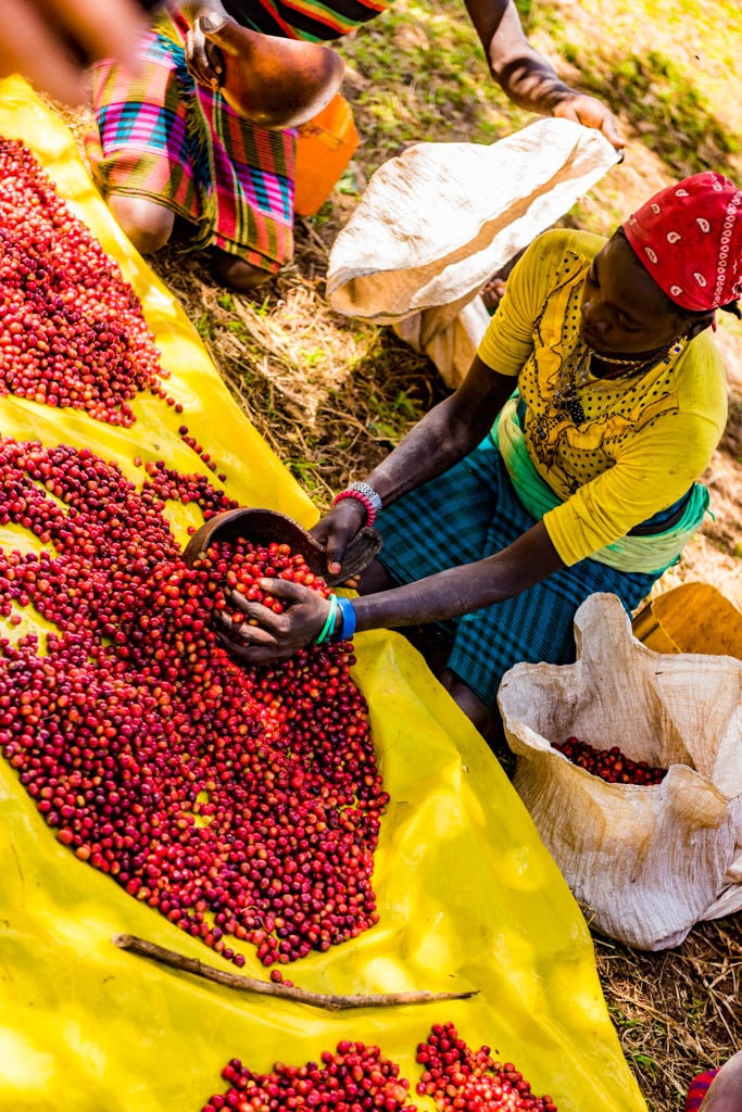 収穫したコーヒーチェリー