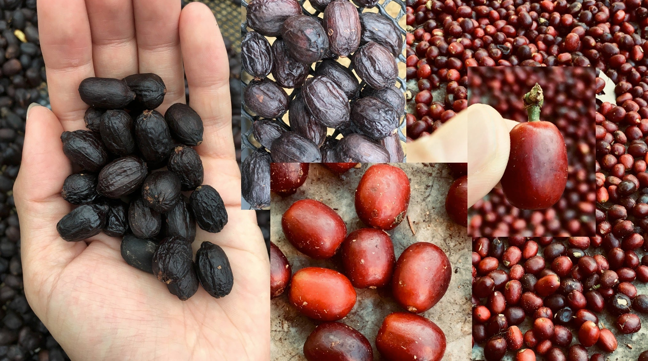 ナチュラル精製・果実をそのまま乾燥させタネだけを取り出す。チョコレート的な味が増える。ゲイシャ基本の味が「ジャスミン」「ピーチ」「ベルガモット」だが「チョコレート」味が最高！