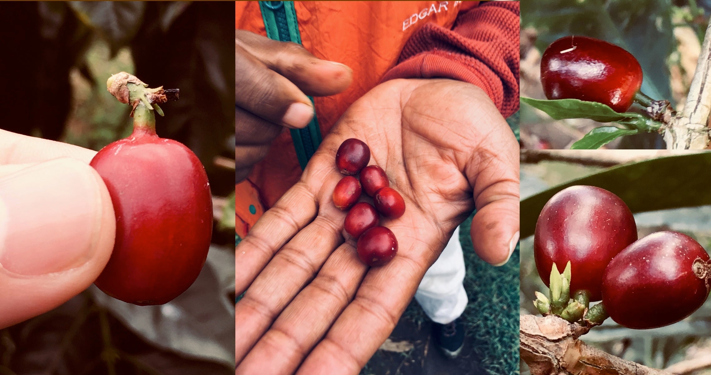 ゲイシャコーヒーの果実の中においしさがある。果実の味は熟しているほどおいしい。とにかくコーヒーは「みかん」「オレンジ」「桃」「ピーチ」「ブルーベリー」すごい味