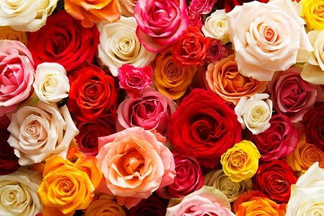 世界最高品質のバラ「AFRIKA ROSE」