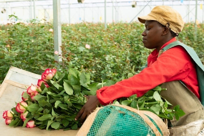 ケニアのバラ農園で働く2000名のスタッフ