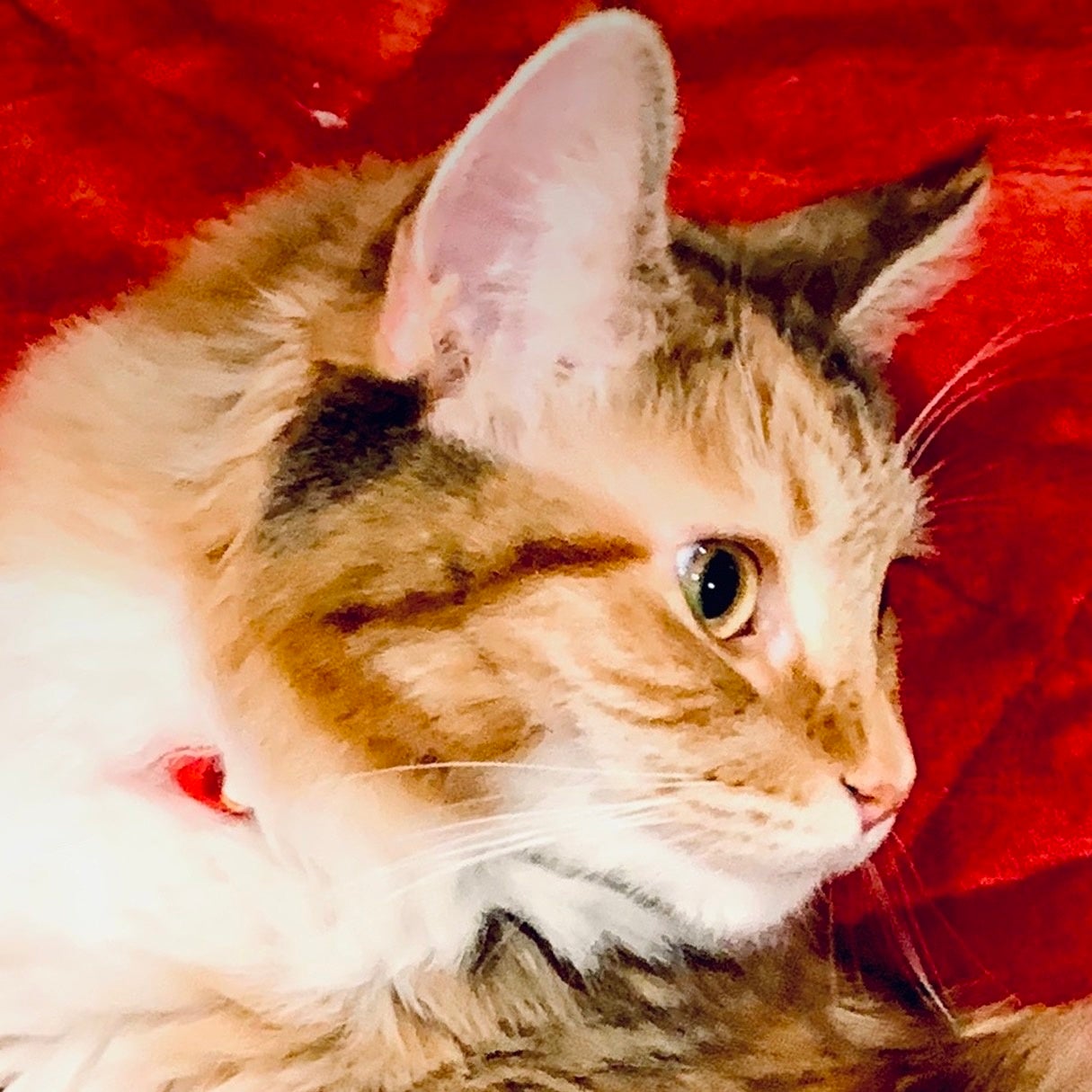 4/17-5/21】 #ローズキャット 『にしだあつこ展』in AFRIKA ROSE