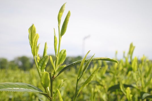 【狭山市】2026年狭山新茶のシーズン到来!狭山市で露地ものの新茶摘みが始まる 【狭山市】2026年狭山新茶のシーズン到来!狭山市で露地ものの新茶摘みが始まる