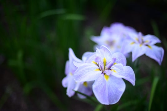 【埼玉県狭山市】智光山公園の花菖蒲園が美しい季節へ。6月6日・7日には「花菖蒲まつり」を開催! 【埼玉県狭山市】智光山公園の花菖蒲園が美しい季節へ。6月6日・7日には「花菖蒲まつり」を開催!
