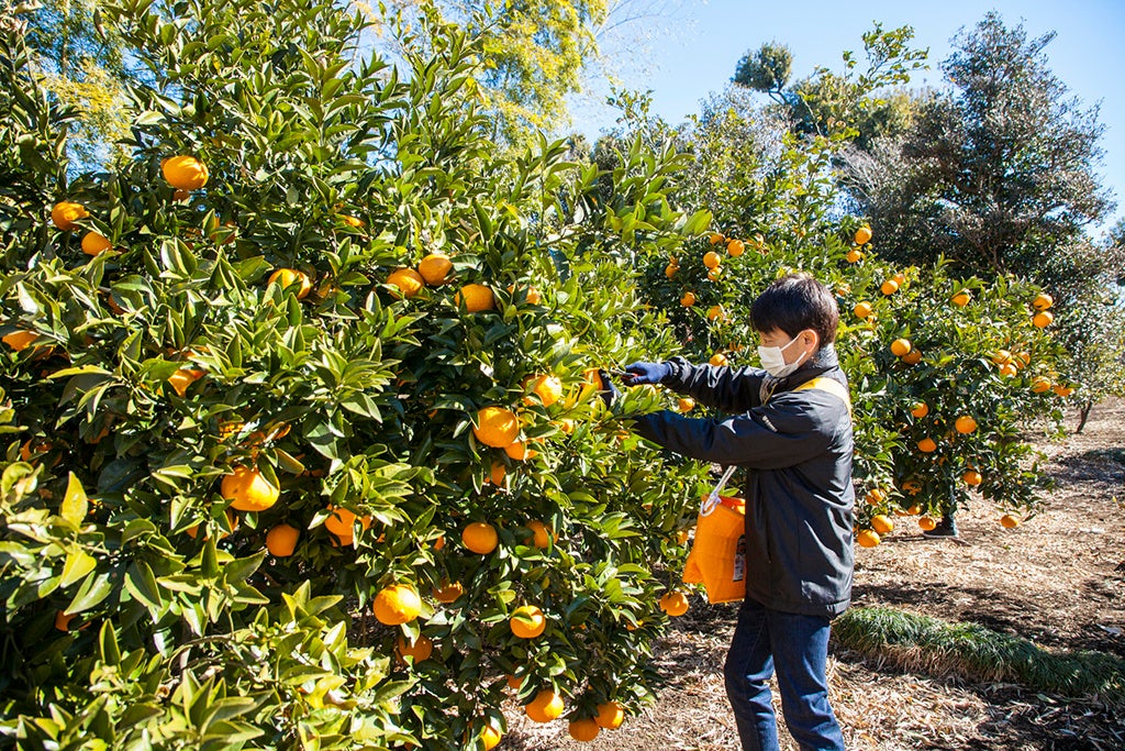 夏みかん 収穫風景