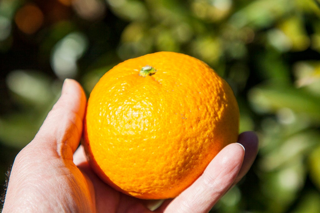 採れたて夏みかん