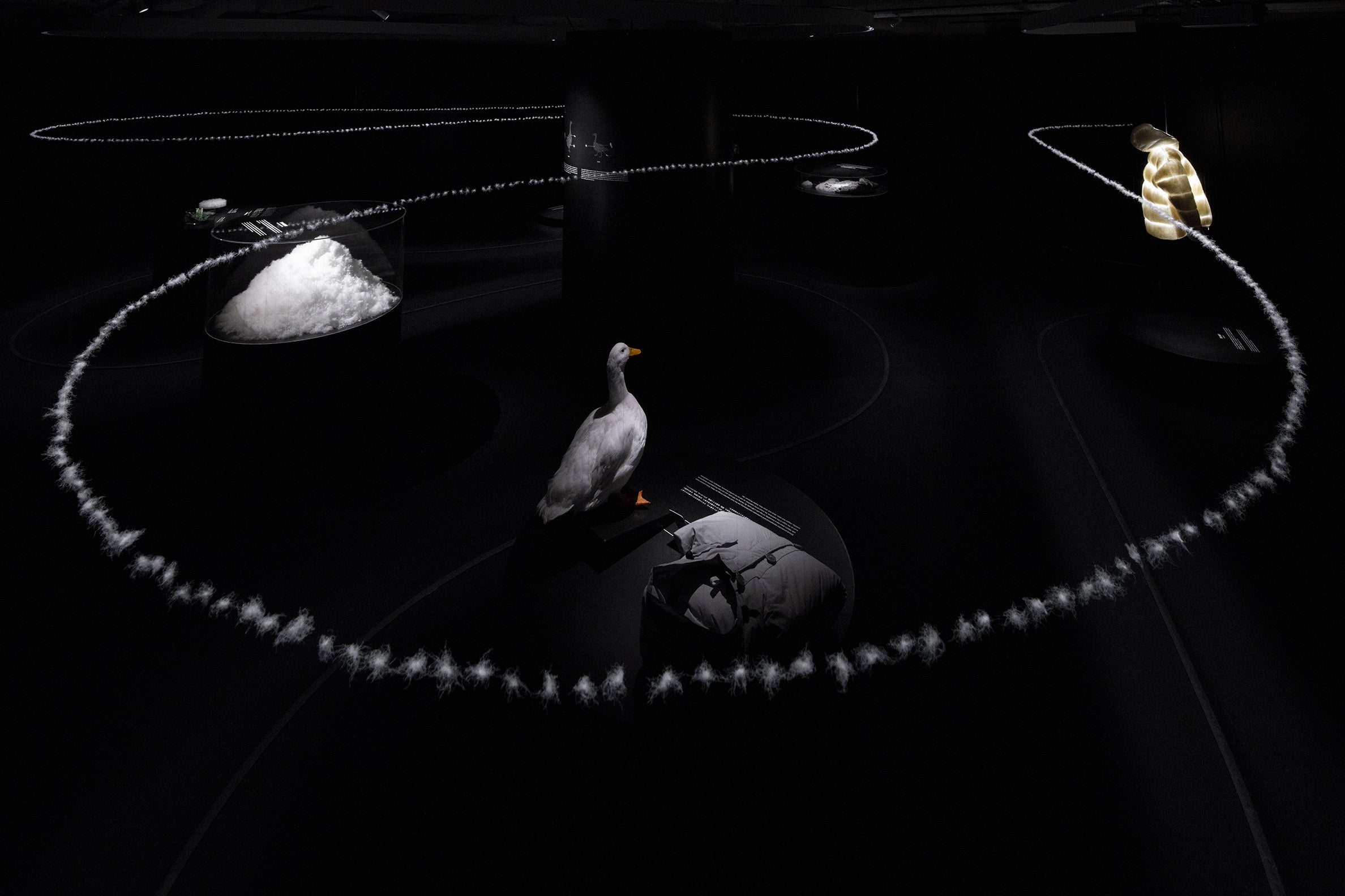 route to root - retracing the story of down. -