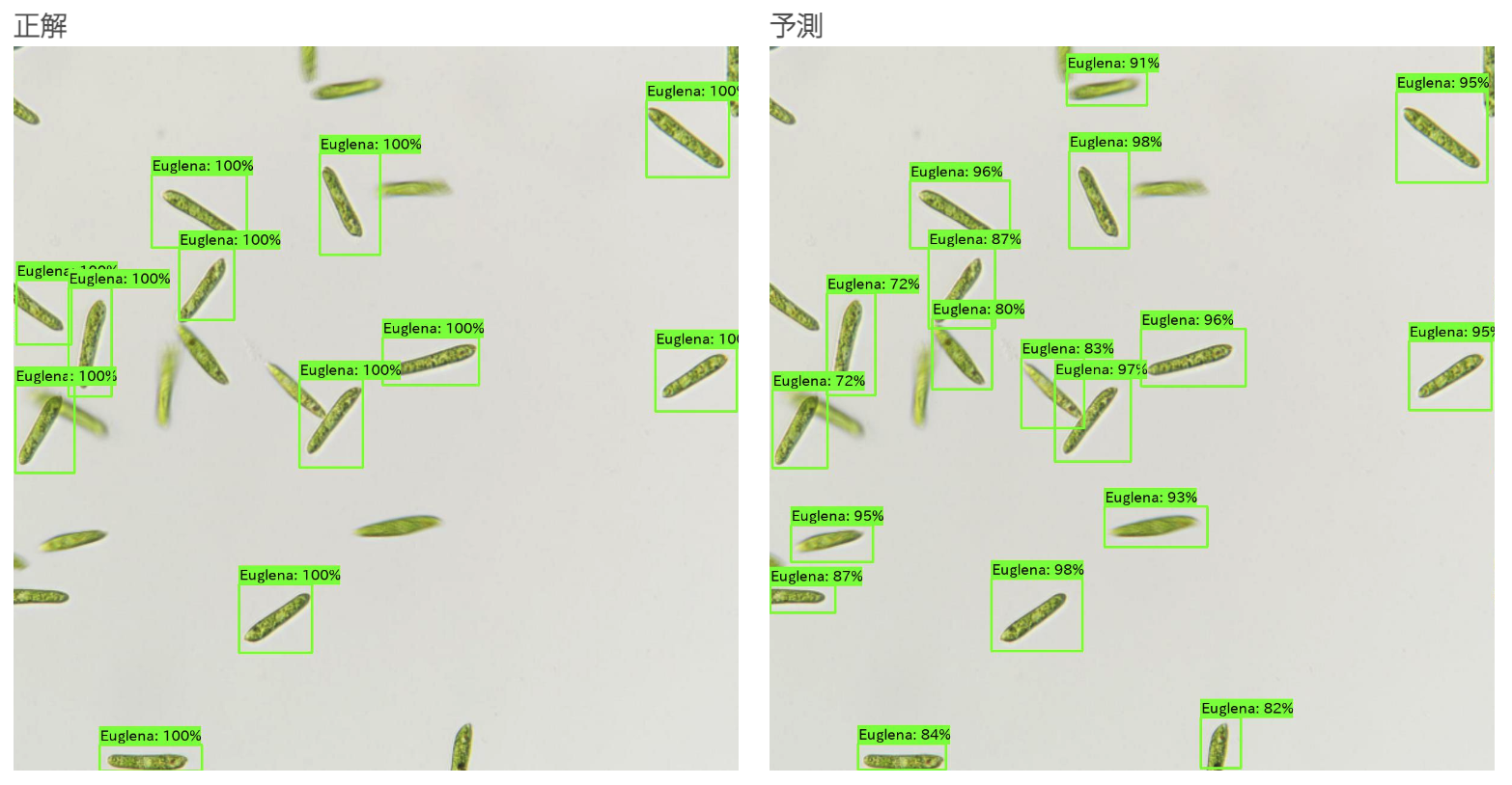 図1. 開発中のAIによるミドリムシ検出例