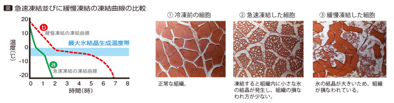出典：一般社団法人日本冷凍食品協会「急速凍結が良い理由」