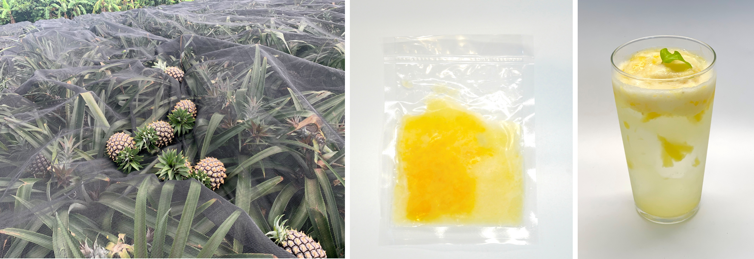 石垣島パイン収獲と商品イメ－時