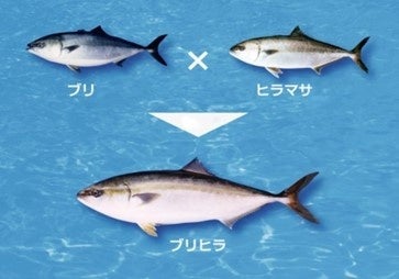 ブリヒラ®はブリとヒラマサの交配により生まれたハイブリット養殖魚です。