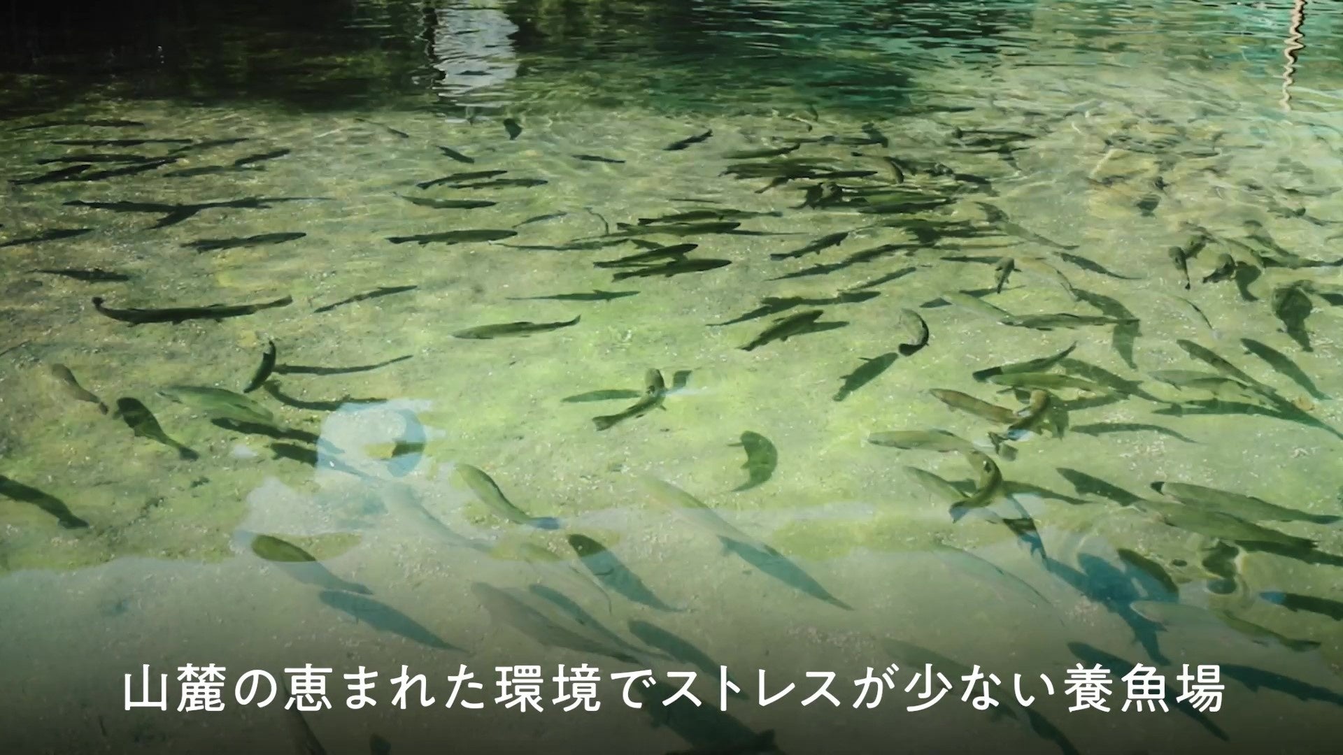 山麓の恵まれた環境でストレスが少ない養魚場