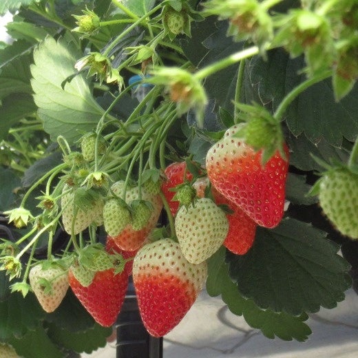 ファーマインドの自社生産いちご、香り豊かな「いちのか」2025年11月