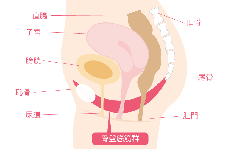 骨盤底筋群のイメージ