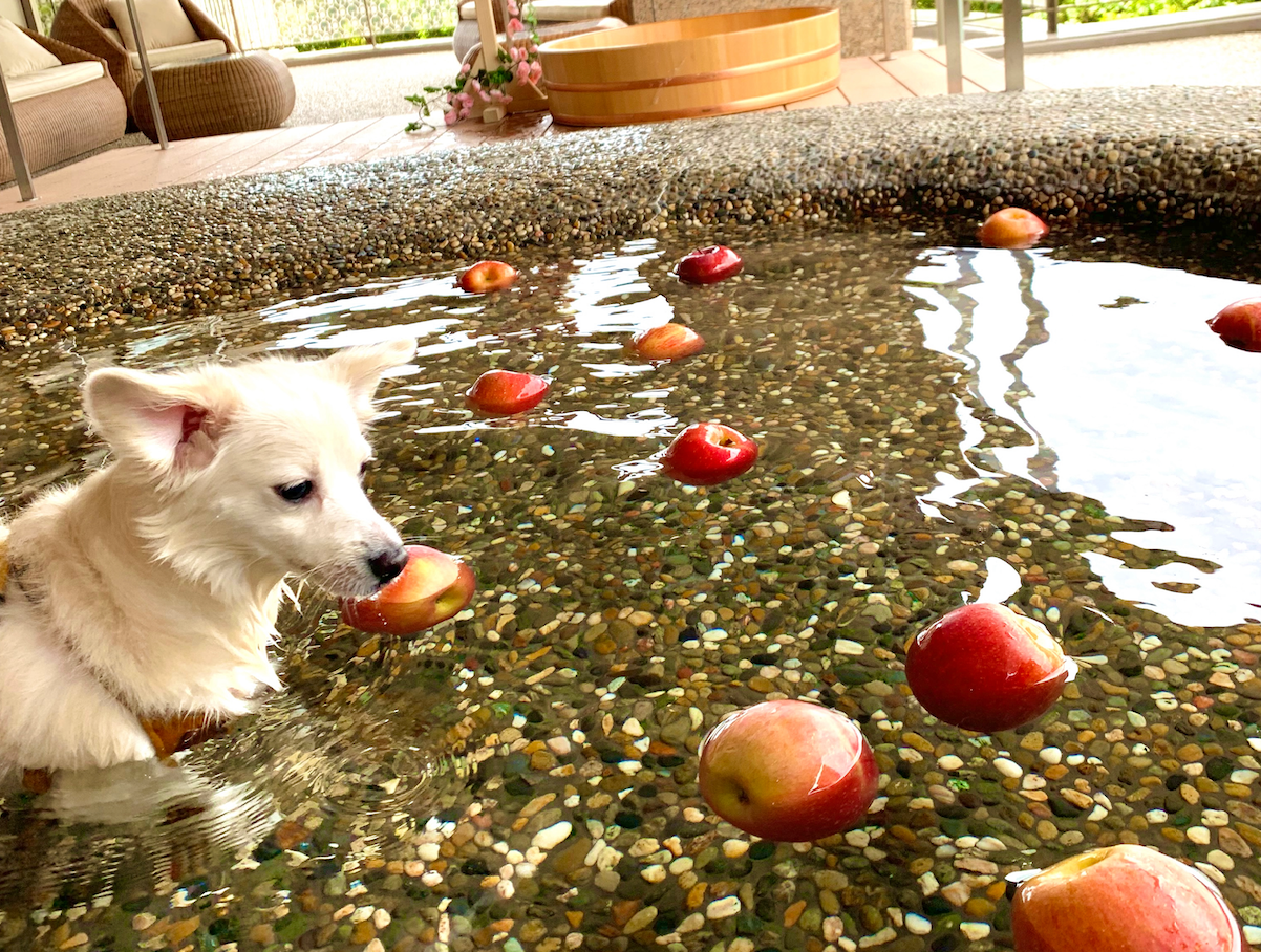 「愛犬りんご風呂」を愉しむわんちゃんの様子