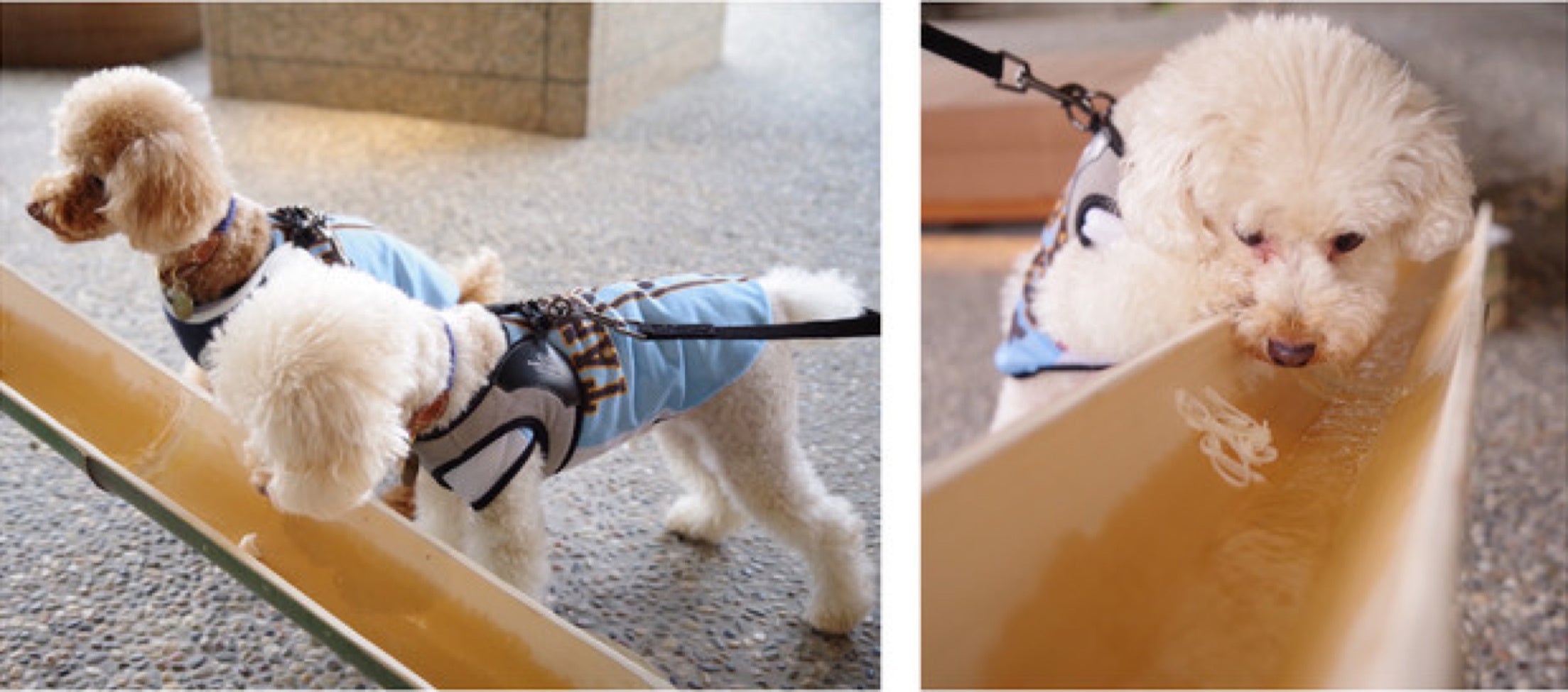 流れてくるそうめんを待つ愛犬の姿が愛おしい