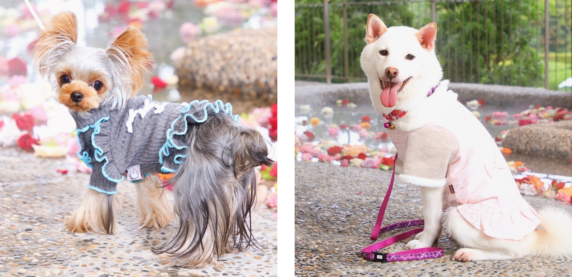 「愛犬のバラ風呂」をバックに撮影したわんちゃんたちの記念写真