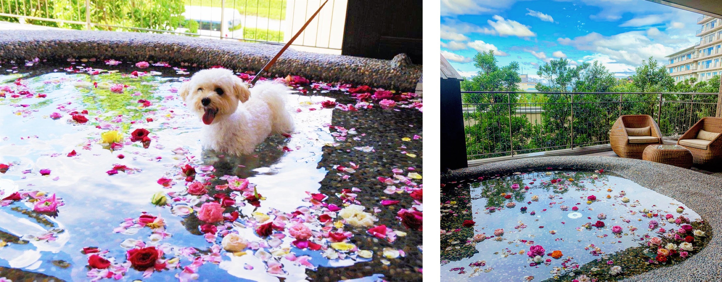 「愛犬のバラ風呂」を愉しむわんちゃんの様子