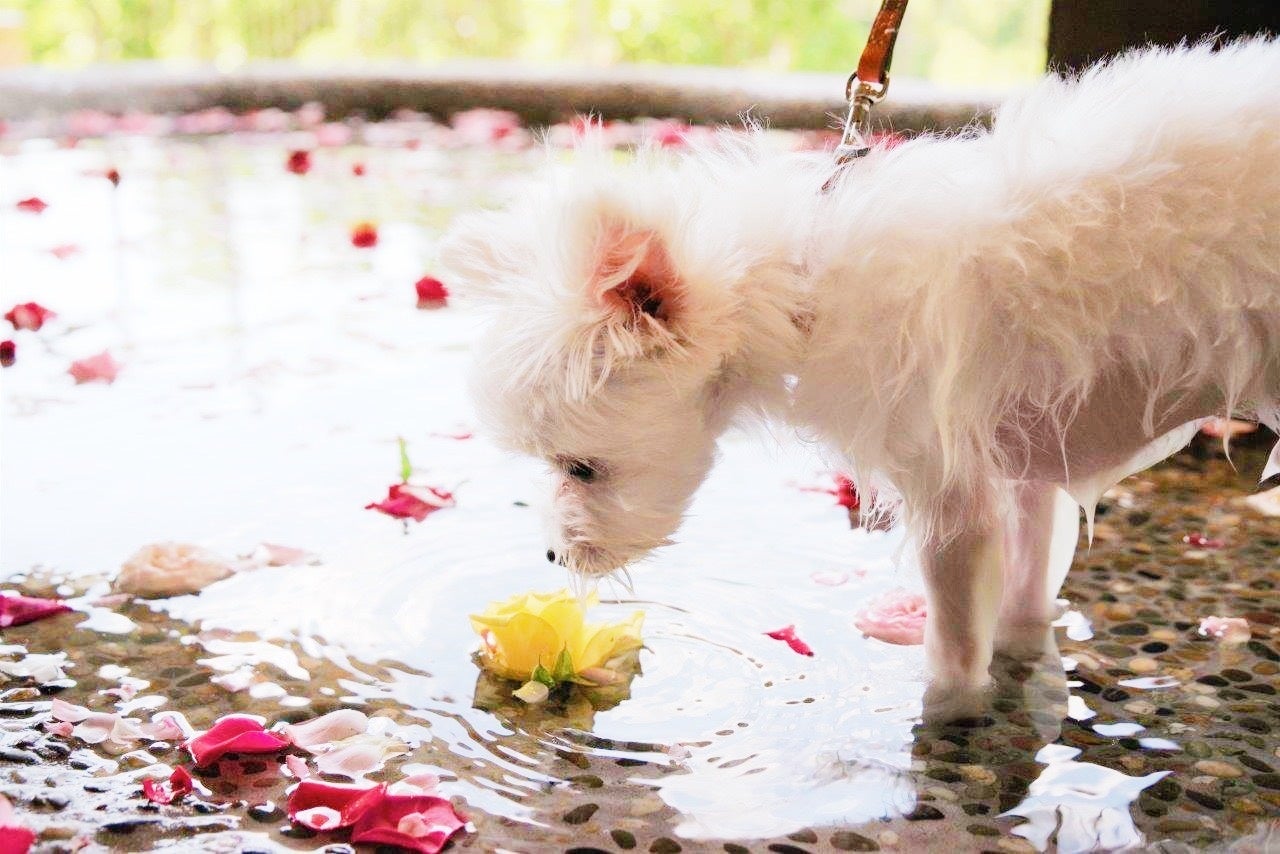 愛犬温泉（愛犬用の銀泉足湯）にて開催される『愛犬のバラ風呂』