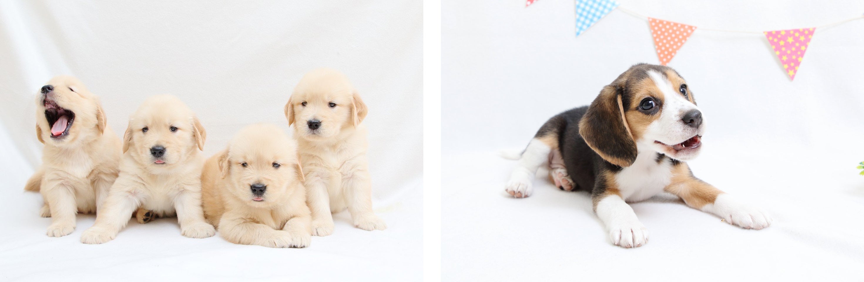 ペットのことを第一に考えた撮影をモットーとする動物専門カメラマン「西村多賀子氏」の作品例